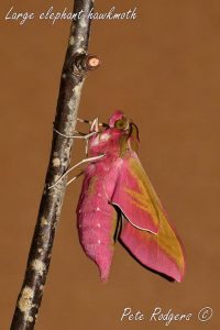 Winchcombe Nature Notes