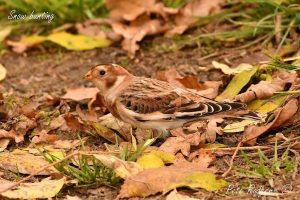 Winchcombe Nature Notes - November