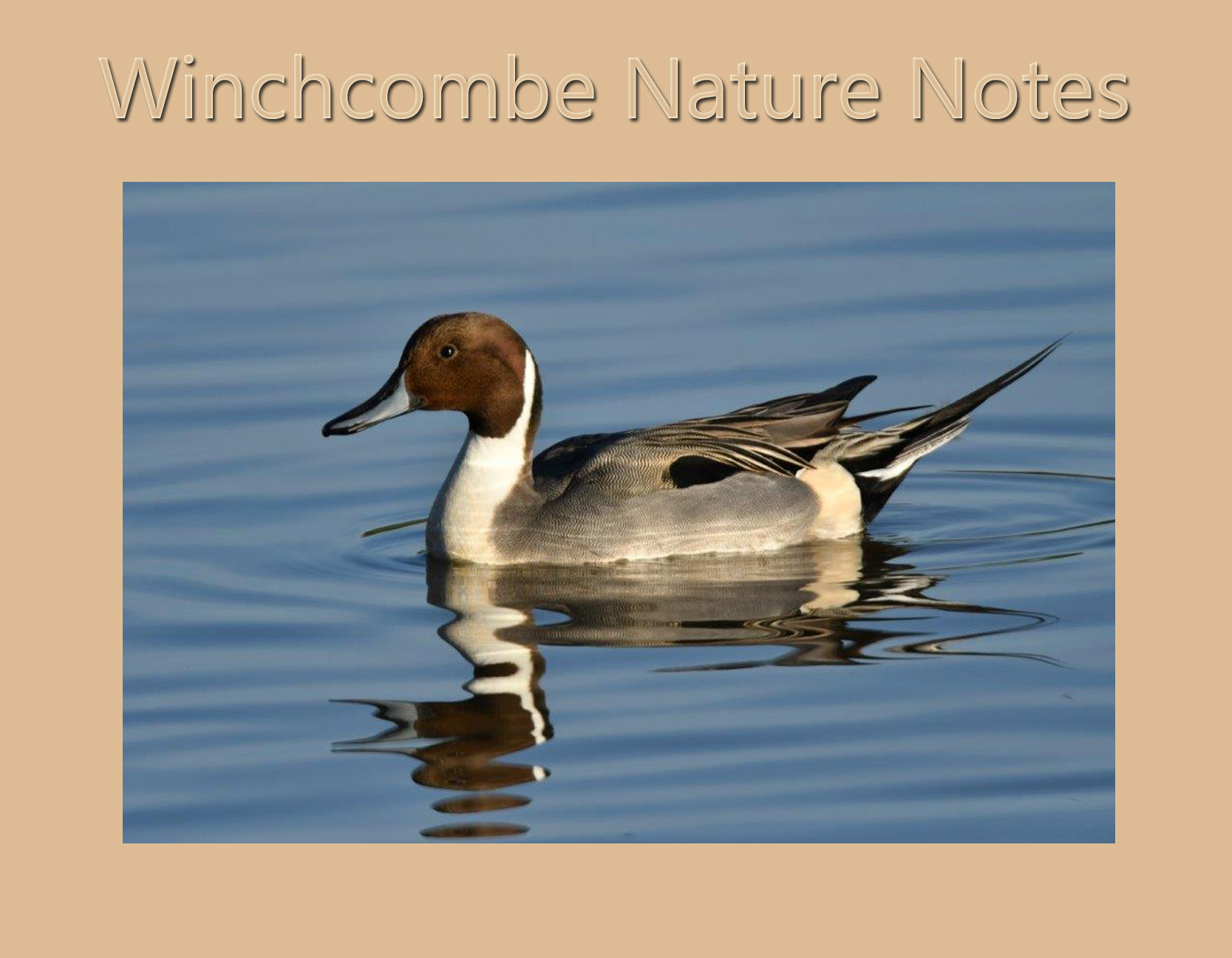 Winchcombe Nature Notes February