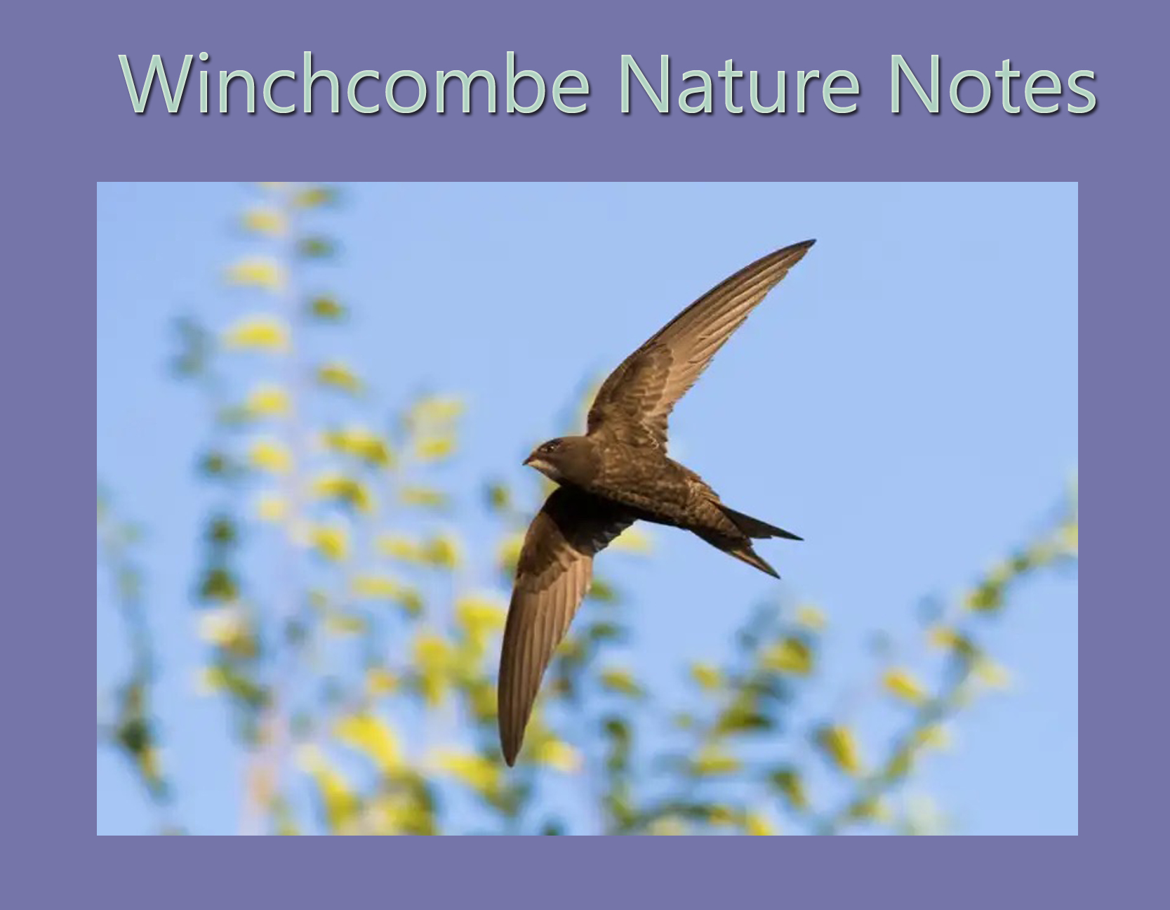 Winchcombe Nature Notes