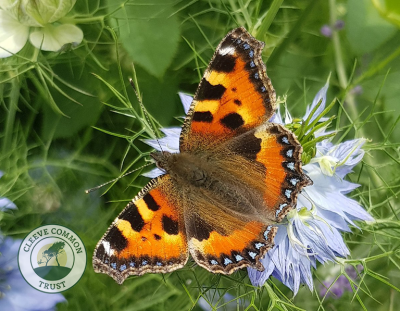 Cleeve Common Butterfly Walk