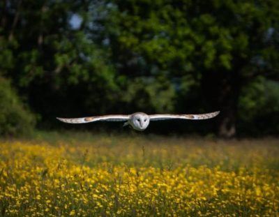 Sudeley Castle - Falcons in Flight 2026