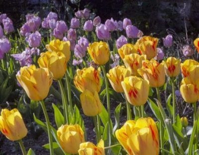 Sudeley Castle - Tulips in Bloom 2026