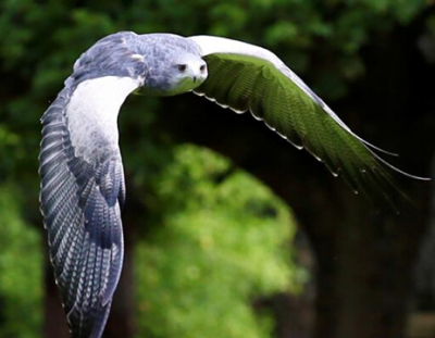 Sudeley Castle - falconry