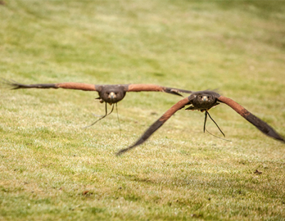 Sudeley Castle - Walks with Hawks
