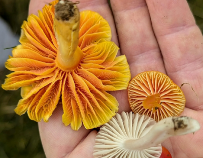 Cleeve Common - Fungi Foray